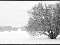 Englischer Garten 02  Winter im Englischen Garten : Muenchen, Winter, Englischer Garten, Spaziergang