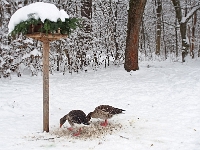 Nymphenburger Park 08  Schlosspark Nymphenburg_141231