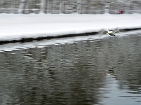 Nymphenburger Park 18  Schlosspark Nymphenburg_141231