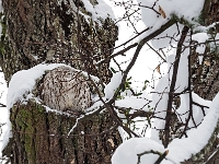 Nymphenburger Park 27  Schlosspark Nymphenburg : München, Nymphenburg