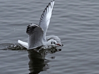 Nymphenburger Park 34  Schlosspark Nymphenburg : München, Nymphenburg