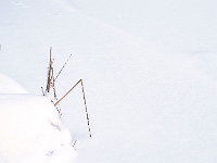 Westpark 04  Westpark im Winter : München, Westpark, Winter