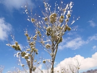 Westpark 23  Westpark im Winter : München, Westpark, Winter