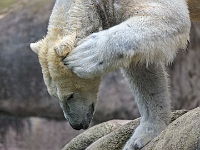 Zoo 04  Tierpark Hellabrunn, MÃ¼nchen : Zoo, München