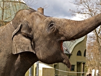 zoo 08  Tierpark Hellabrunn