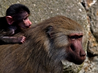 zoo 10  Tierpark Hellabrunn