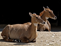 zoo 12  Tierpark Hellabrunn