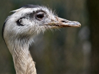 zoo 15  Tierpark Hellabrunn