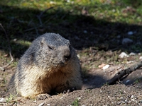 zoo 16  Tierpark Hellabrunn