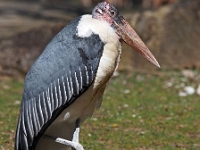 zoo 23  Tierpark Hellabrunn