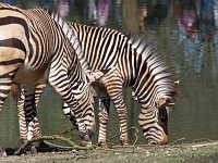 zoo 24  Tierpark Hellabrunn