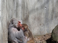 zoo 26  Tierpark Hellabrunn