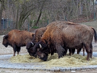 zoo 35  Tierpark Hellabrunn