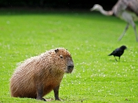 zoo 43  Tierpark Hellabrunn