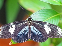 p2061143 f 1  Schmetterlinge