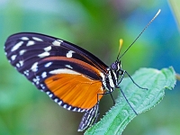 p2061190 f 1  Schmetterlinge