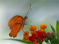 Schmetterling 14  Schmetterlinge - Botanischer Garten Muenchen