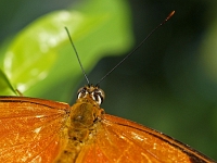 Schmetterling 31  Schmetterlinge - Botanischer Garten Muenchen