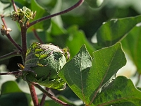 auf einem Baumwollfeld  Usbekistan 2018
