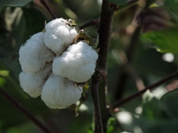 auf einem Baumwollfeld  Usbekistan 2018