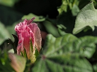 auf einem Baumwollfeld  Usbekistan 2018