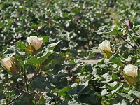 auf einem Baumwollfeld  Usbekistan 2018