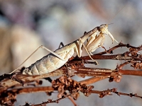 Tienshan - Wanderungen  Usbekistan 2018