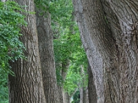 Pappelallee  Regensburg : Fotowalk, 2019