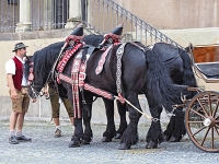 Hochzeitskutsche  Regensburg : Fotowalk, 2019