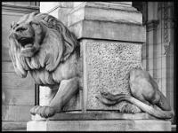 Spaziergang in  Hannover am  8.01.2023  neues Rathaus Eingangslöwe