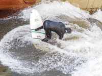 Spaziergang in  Hannover am  8.01.2023  Surfen auf der Leinewelle