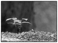 P6070059 SW 1  MÃ¼nchen-- Waldfriedhof : Waldfriedhof