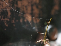 P6070030 1  MÃ¼nchen -Waldfriedhof : Waldfriedhof