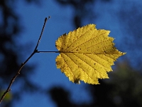 PB140028 1  Waldfriedhof - Muenchen : Waldfriedhof