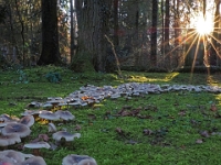 PB140141 1  Waldfriedhof - Muenchen : Waldfriedhof
