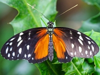 p2061031 f 1  Schmetterlinge