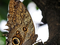 p2061032 f 1  Schmetterlinge