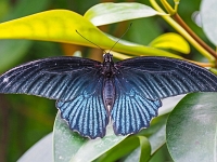 p2061048 f 1  Schmetterlinge