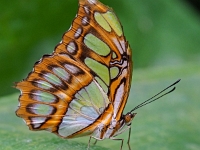 p2061056 f 1  Schmetterlinge