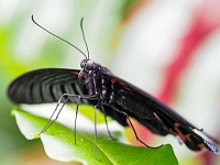 p2061066 f 1  Schmetterlinge