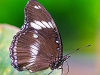 p2061080 f 1  Schmetterlinge