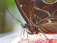 p2061082 f 1  Schmetterlinge