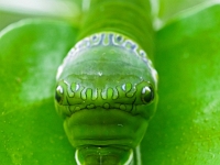 p2061090 f 1  Schmetterlinge