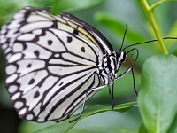 p2061100 f 1  Schmetterlinge