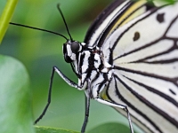 p2061102 f 1  Schmetterlinge