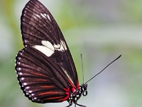 p2061108 f 1  Schmetterlinge