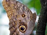 p2061132 f 1  Schmetterlinge