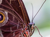 p2061149 f 1  Schmetterlinge