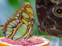 p2061182 f 1  Schmetterlinge