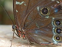 Schmetterling 02  Schmetterlinge - Botanischer Garten Muenchen